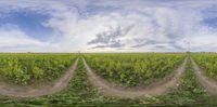 there are three identical photographs of a wheat field with many weeds on the field and clouds above