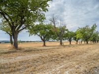 a dirt road is running between some trees in the grass in a field near the water