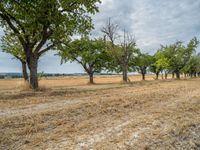 a dirt road is running between some trees in the grass in a field near the water