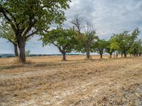 a dirt road is running between some trees in the grass in a field near the water