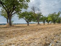 a dirt road is running between some trees in the grass in a field near the water