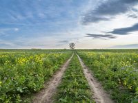 Germany's Green Fields: A Tree-Lined Autumn View