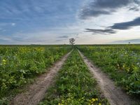 Germany's Green Fields: A Tree-Lined Autumn View