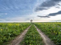 Germany's Green Fields: A Tree-Lined Autumn View