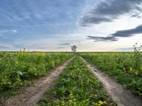 Germany's Green Fields: A Tree-Lined Autumn View