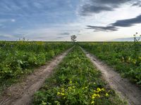 Germany's Green Fields: A Tree-Lined Autumn View