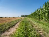 Germany Green Fields Under Clear Sky