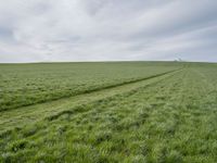 a field filled with green grass next to tracks in the middle of it and a lone white tree