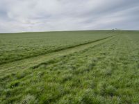 a field filled with green grass next to tracks in the middle of it and a lone white tree