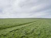 a field filled with green grass next to tracks in the middle of it and a lone white tree