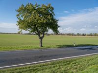 two trees in a large field on a paved road side by the road, a roadway leading to it