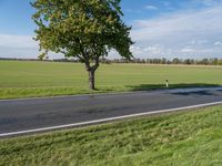 two trees in a large field on a paved road side by the road, a roadway leading to it