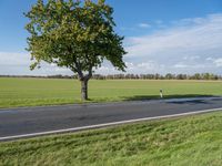 two trees in a large field on a paved road side by the road, a roadway leading to it