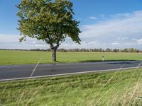 two trees in a large field on a paved road side by the road, a roadway leading to it