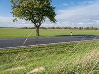 two trees in a large field on a paved road side by the road, a roadway leading to it