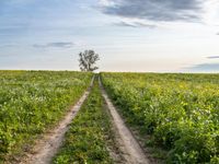 a dirt road is next to an open field and tree in distance with fluffy white clouds overhead