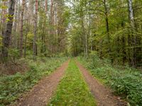 a dirt path with two trees and greenery on both sides of the road and in the distance,