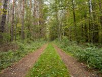 a dirt path with two trees and greenery on both sides of the road and in the distance,