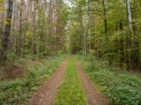 a dirt path with two trees and greenery on both sides of the road and in the distance,