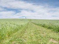 Germany Landscape: Grass Field with Clouds