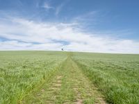 Germany Landscape: Grass Field with Clouds