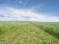 Germany Landscape: Grass Field with Clouds