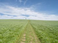 Germany Landscape: Grass Field with Clouds