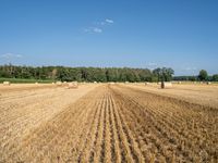 a field of ripe hay and hay bales in the foreground, with some trees and fields in the background