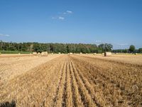 a field of ripe hay and hay bales in the foreground, with some trees and fields in the background