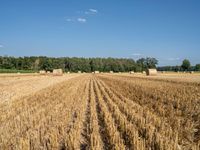 a field of ripe hay and hay bales in the foreground, with some trees and fields in the background