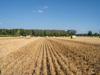 a field of ripe hay and hay bales in the foreground, with some trees and fields in the background