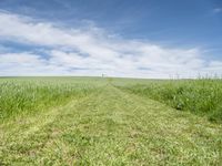 Germany Landscape with Green Fields and Road 002