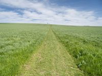 Germany Landscape: Green Fields and Road 004