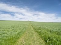 Germany Landscape: Green Fields Road 005