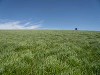 Germany Landscape: Green Grass Field