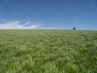 Germany Landscape: Green Grass Field