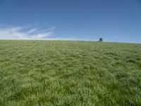 Germany Landscape: Green Grass Field