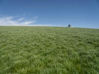 Germany Landscape: Green Grass Field