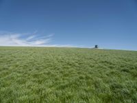 Germany Landscape: Green Grass Field