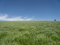 Germany Landscape: Green Grass Field