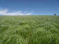 Germany Landscape: Green Grass Field