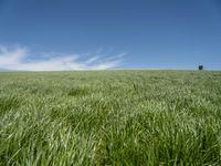 Germany Landscape: Green Grass Field