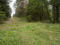 Germany Landscape: A Road Through the Forest