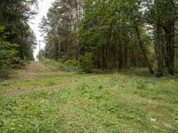 Germany Landscape: A Road Through the Forest