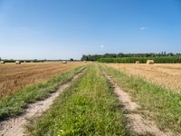 Germany Landscape: Rural Field of Green