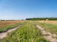 Germany Landscape: Rural Field of Green