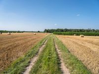 Germany Landscape: Rural Field of Green