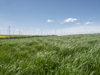 green grass in a field with wind turbines in the back ground as well as a lone blue sky above