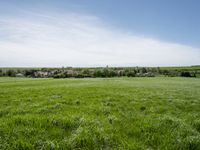 an open field of some sort with tall grass and houses in the background on a sunny day