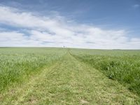 Germany's Lush Green Landscape: A View of Agriculture